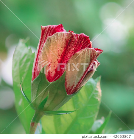 Pink hibiscus flowers are blooming. Pink hibiscus flowers are blooming. 42663807