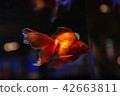 Aquarium goldfish 42663811
