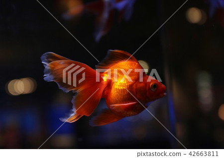 水族館金魚 42663811