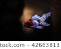 Aquarium goldfish 42663813