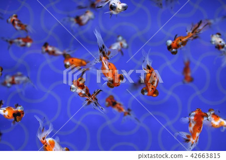 Aquarium goldfish Aquarium goldfish 42663815