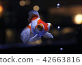 Aquarium goldfish 42663816