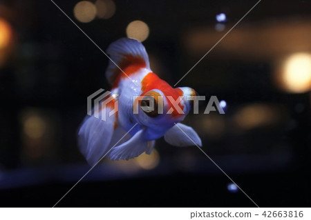 水族館金魚 水族館金魚 42663816