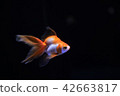 Aquarium goldfish 42663817