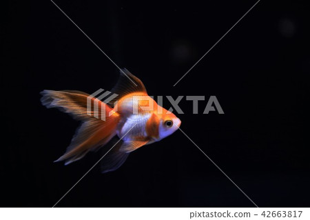 Aquarium goldfish Aquarium goldfish 42663817