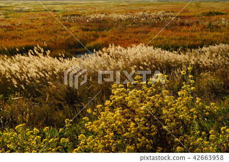 Reed, country 42663958