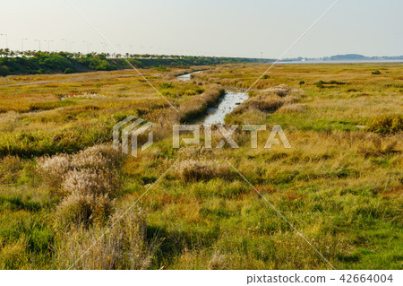 蘆葦 蘆葦 42664004