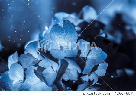 blue hydrangea flowers with dew drops 42664697