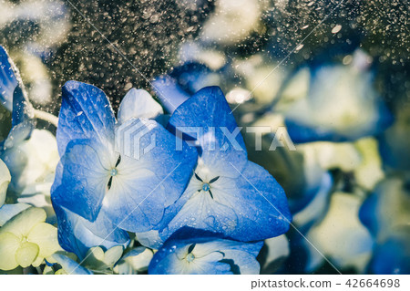 Beautiful blue hydrangea flowers under raindrops 42664698