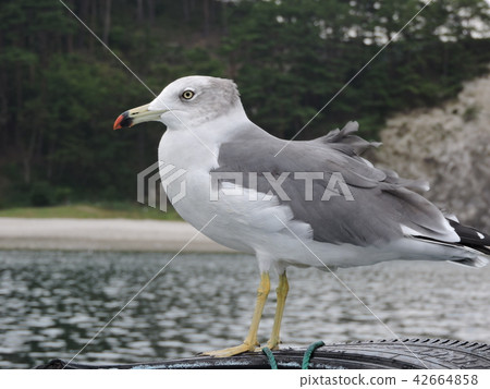 Female cat Female cat 42664858