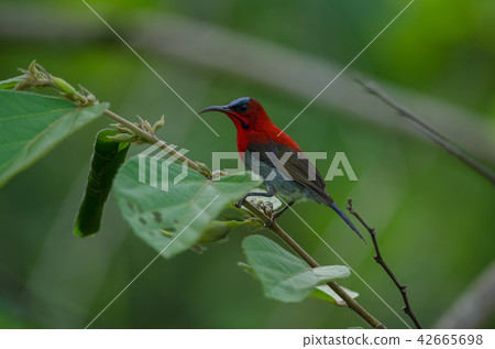 Crimson Sunbird catch on branch in nature 42665698
