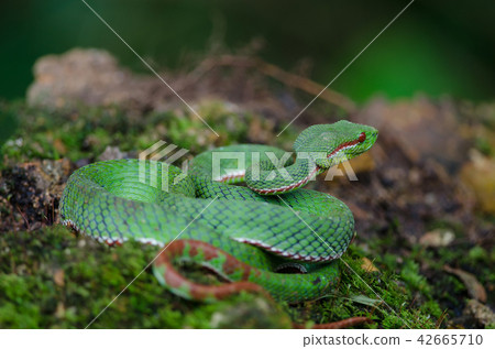 Pope's Green Pitviper snake 42665710