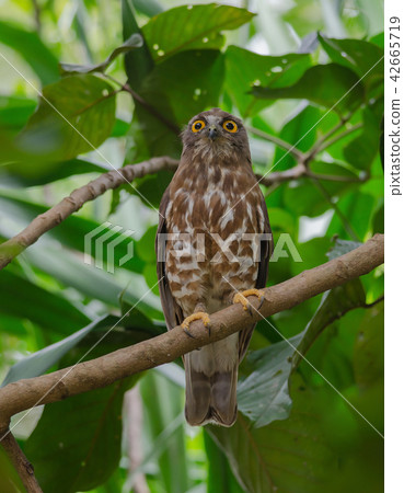 Brown Hawk Owl perch on the tree in nature 42665719