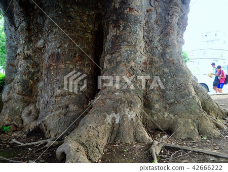 看著世界的變化，600年 42666222