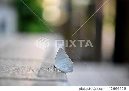 Insect image material, small butterfly 42666226