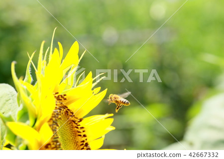 向日葵和蜜蜂④ 42667332