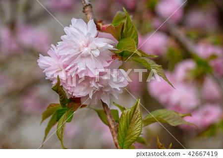 Hill Cherry, Prunus serrulata 42667419