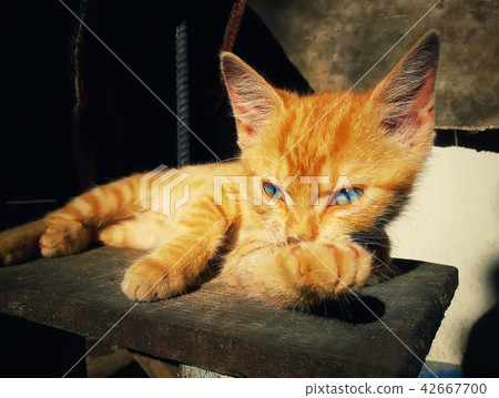 thoughtful kitty posing thoughtful kitty posing 42667700