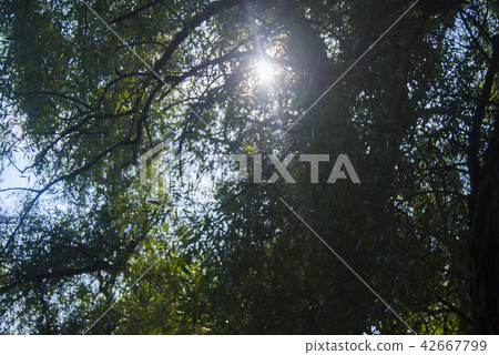 Through the thick foliage rays of the sun make Through the thick foliage rays of the sun make 42667799