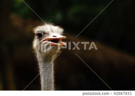 Ostrich bird head and neck front portrait in asia. Ostrich bird head and neck front portrait in asia. 42667831