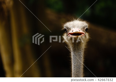 Ostrich bird head and neck front portrait in asia. 42667832