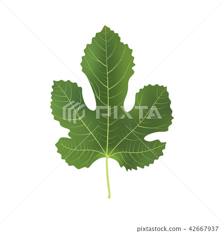 Realistic 3d Fig Leaf. Detailed 3d Illustration Realistic 3d Fig Leaf. Detailed 3d Illustration 42667937