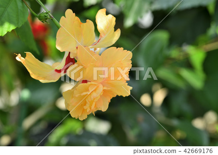Hibiscus (lemon flamingo) Hibiscus (lemon flamingo) 42669176