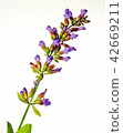 Sage 42669211