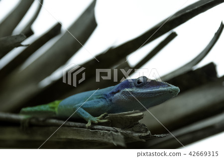 Cuban male lizard Allison's Anole Cuban male lizard Allison's Anole 42669315