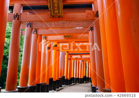 [京都]伏見稻荷神社 42669318