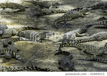 Cuban crocodile (Crocodylus Rhombifer) 42669413