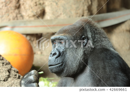 大猩猩 大猩猩 42669661