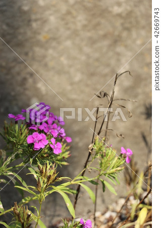 Blooming in river and wasteland · Shinano no Hiko Blooming in river and wasteland · Shinano no Hiko 42669743