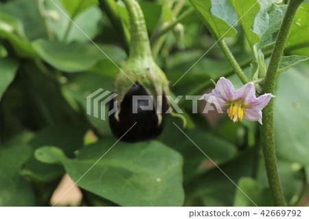 Representative of summer vegetables · flower and eggplant of eggplant Representative of summer vegetables · flower and eggplant of eggplant 42669792