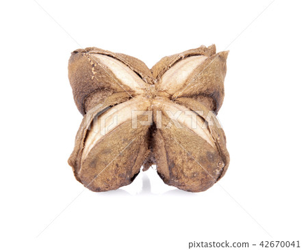 Plukenetia volubilis or sacha inchi peanut seed Plukenetia volubilis or sacha inchi peanut seed 42670041