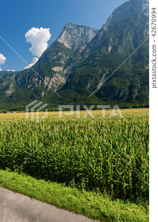 Corn Field in the Valsugana - Sugana Valley Italy Corn Field in the Valsugana - Sugana Valley Italy 42670994