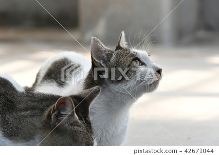 Cat / stray cat Cat / stray cat 42671044