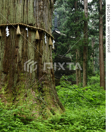 國寶雪松樹和Haguroyama五層寶塔 國寶雪松樹和Haguroyama五層寶塔 42671048