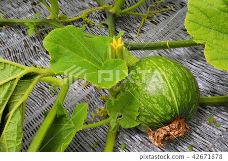 Toy pumpkin Toy pumpkin 42671878