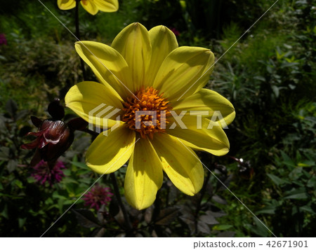 Dahlia Dahlia 42671901