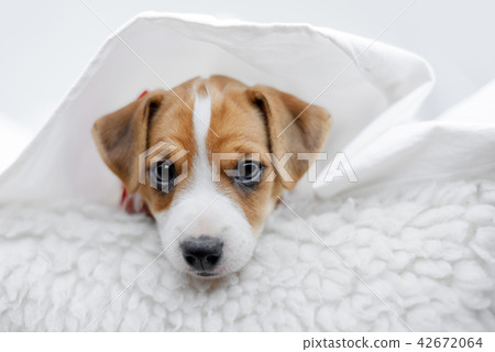 Jack russel terrier puppy 42672064