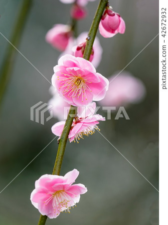 Red plum pink plum Red plum pink plum 42672932