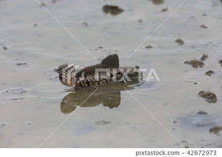 Flying jumping fish 42672973