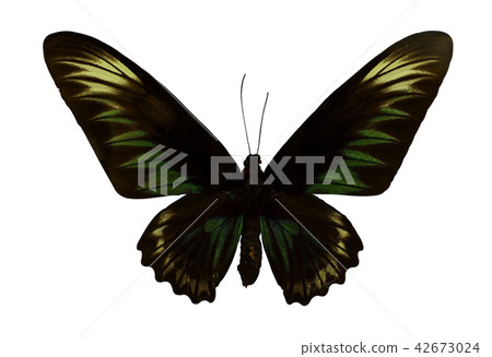 Black color butterfly isolated on white background Black color butterfly isolated on white background 42673024