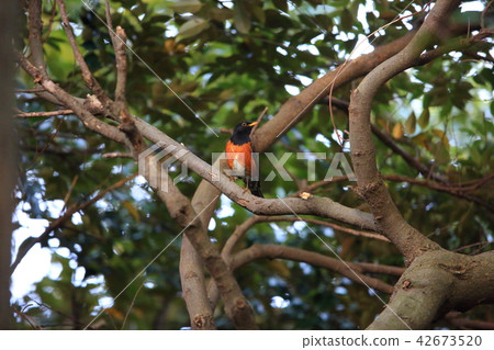 Akakko Akakko 42673520