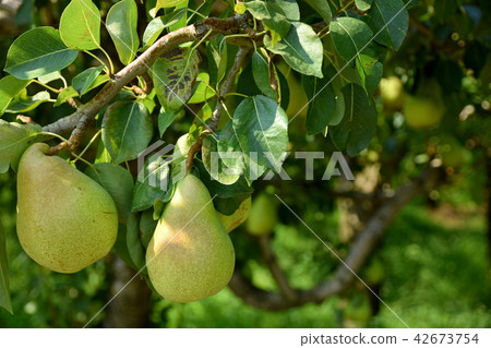 沒有西方的樹 沒有西方的樹 42673754