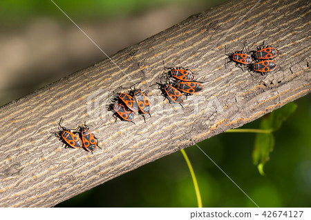 Red Beetles sit on the bark of a tree 42674127