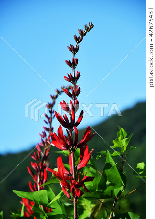 紅色花植物 紅色花植物 42675431