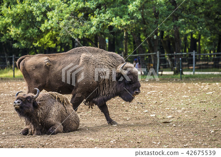 Couple of european bisons 42675539