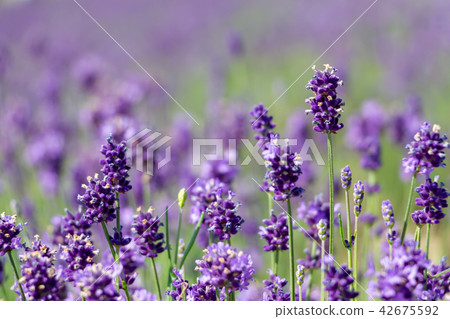 Lavender flowers 42675592
